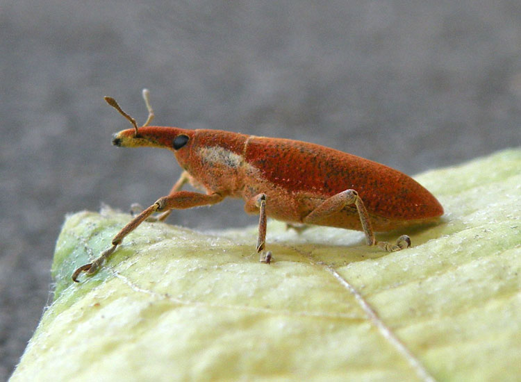 Lixus pulverulentus in tonalit rossa